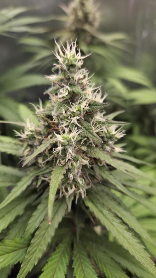 Kannabia Candy Cream Go Fast. Week 11 - Tag 83
Blütetag 47