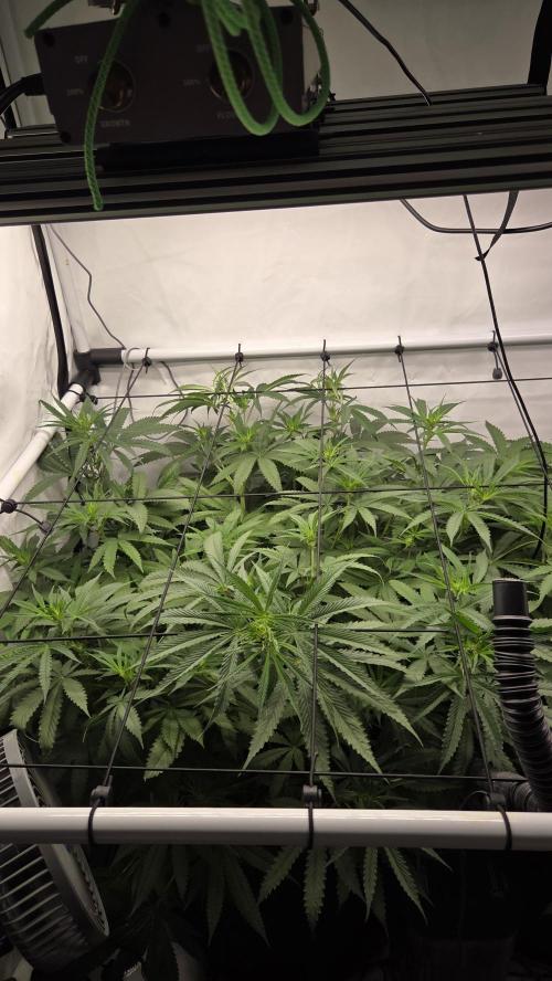 Kannabias Cherry Dream. Week 8 - Tag 57
Blütetag 22