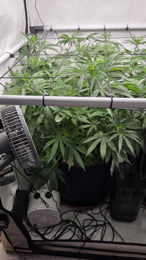 Kannabias Cherry Dream. Week 8 - Tag 57
Blütetag 22
