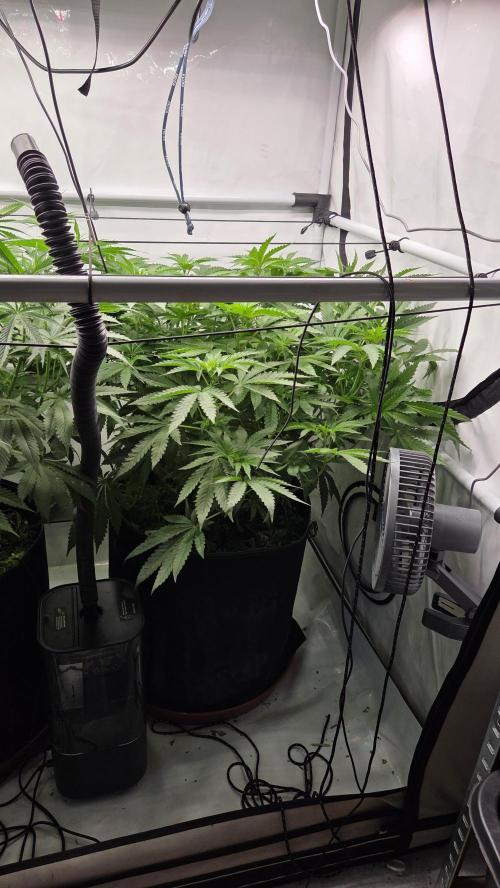 Kannabias Karibbean Mango. Week 8 - Tag 57
Blütetag 22
