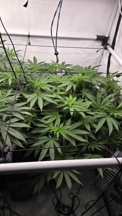 Kannabias Karibbean Mango. Week 8 - Tag 57
Blütetag 22