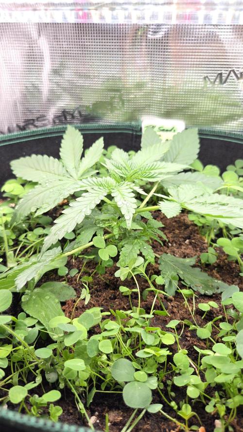 BubbleBananaGum. Week 2