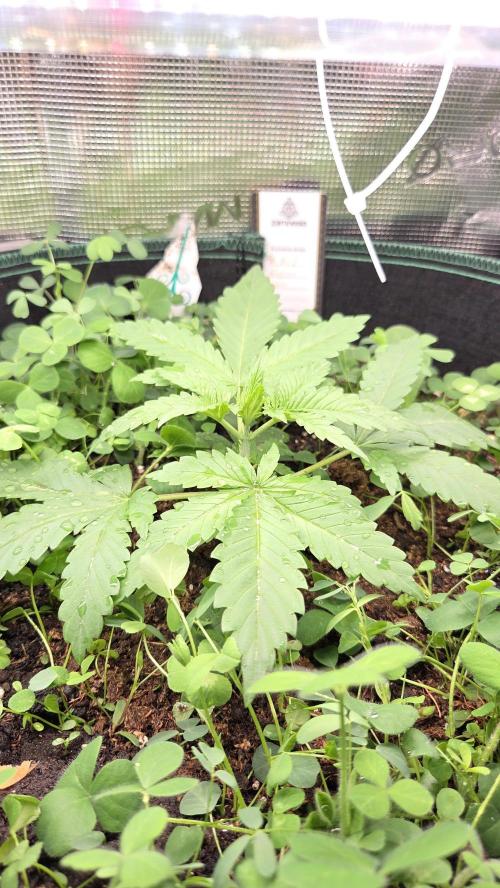 Afghan Noir . Week 2