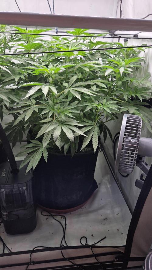 Kannabias Karibbean Mango. Week 8 - Tag 58
Blütetag 23