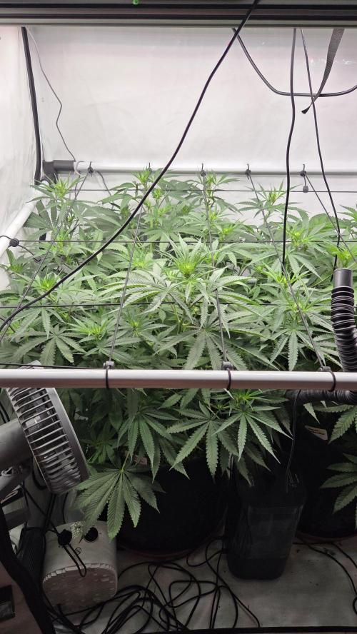 Kannabias Cherry Dream. Week 8 - Tag 58
Blütetag 23