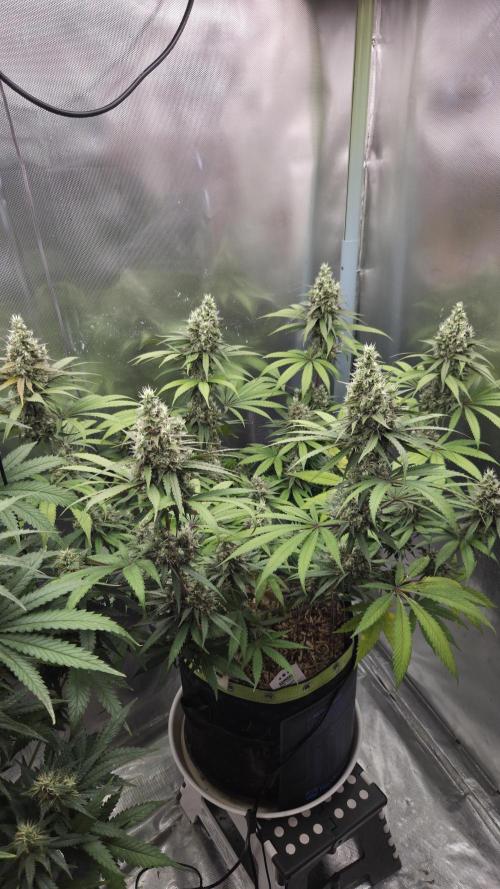 Kannabia Candy Cream Go Fast. Week 11 - Tag 84
Blütetag 48