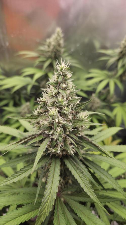Kannabia Candy Cream Go Fast. Week 11 - Tag 84
Blütetag 48