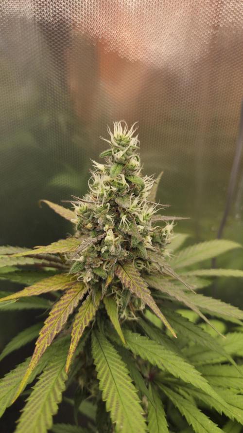 Kannabia Candy Cream Go Fast. Week 11 - Tag 84
Blütetag 48