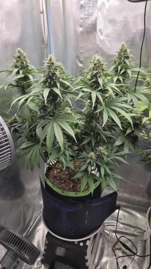Kannabia Sunset Sherbet Go Fast. Week 13 - Tag 94
Blütetag 58