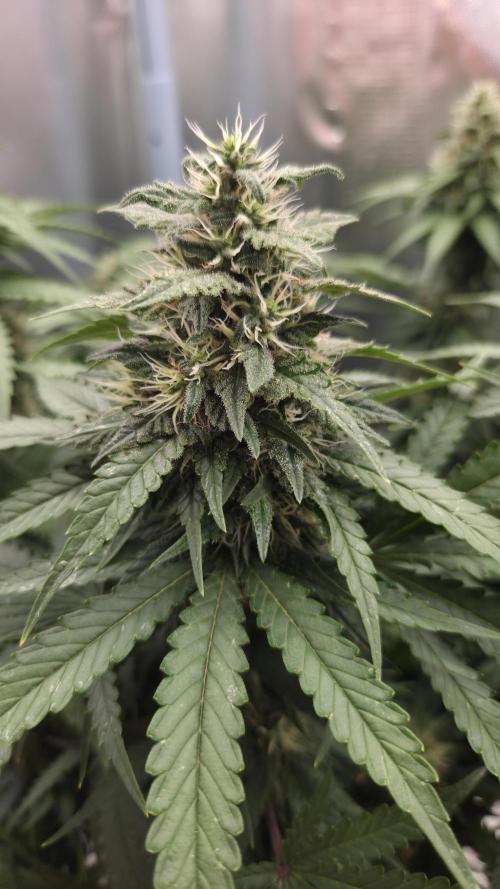Kannabia Sunset Sherbet Go Fast. Week 13 - Tag 94
Blütetag 58