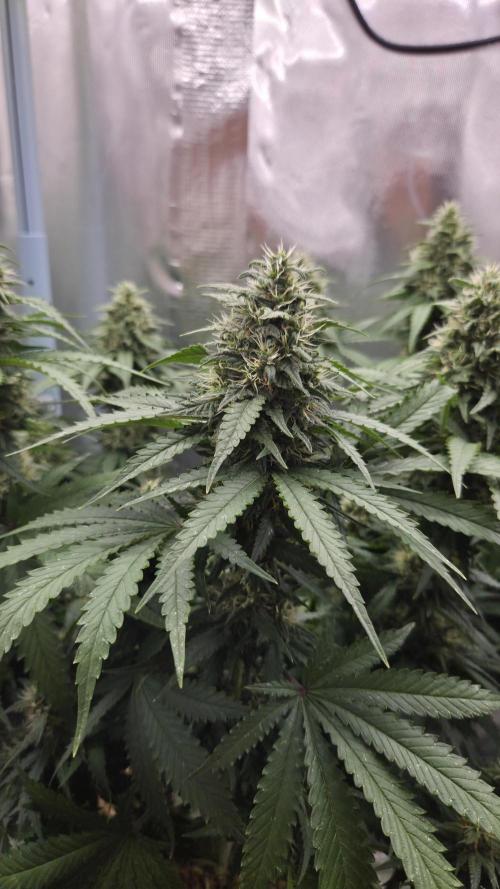Kannabia Sunset Sherbet Go Fast. Week 13 - Tag 94
Blütetag 58