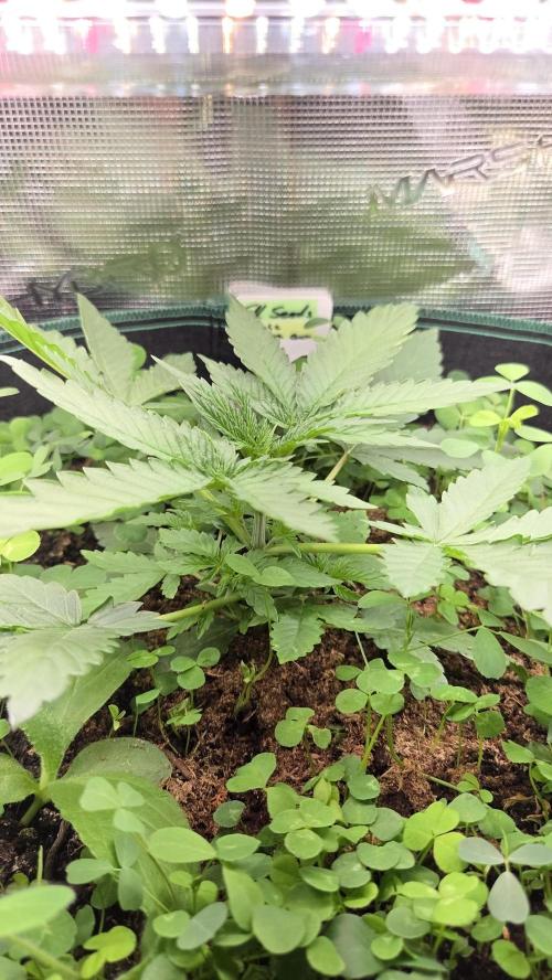 BubbleBananaGum. Week 2