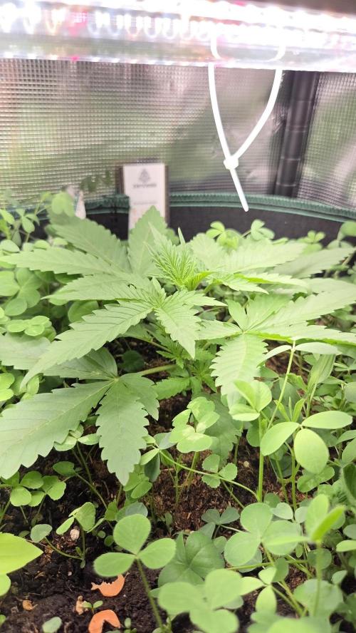 Afghan Noir . Week 2