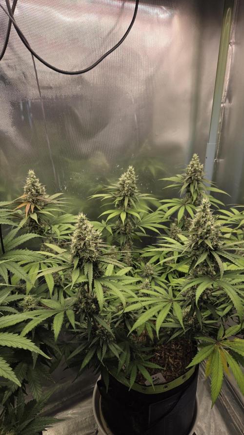 Kannabia Candy Cream Go Fast. Week 12 - Tag 85
Blütetag 49
Sieht doch gut aus!?