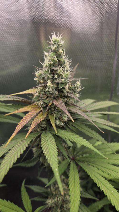 Kannabia Candy Cream Go Fast. Week 12 - Tag 85
Diese Blüte sticht durch ihren Farbwechsel hervor. Besser abschneiden???