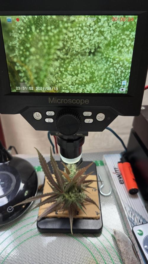 Kannabia Candy Cream Go Fast. Week 12 - Tag 85
Schöne Trichome.