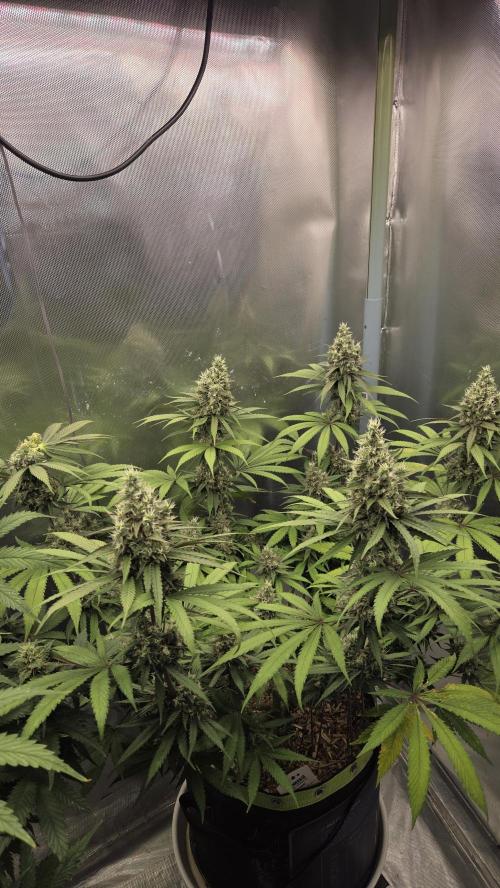 Kannabia Candy Cream Go Fast. Week 12 - Tag 85