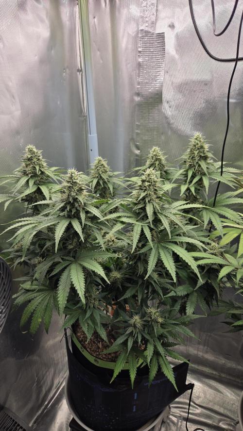 Kannabia Sunset Sherbet Go Fast. Week 13 - Tag 95
Blütetag 59