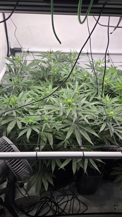 Kannabias Cherry Dream. Week 8 - Tag 59
Blütetag 24