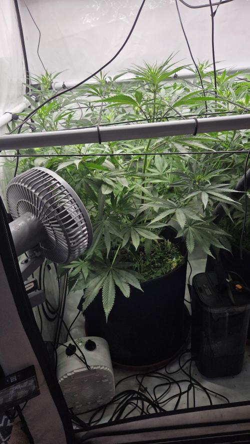 Kannabias Cherry Dream. Week 8 - Tag 59
Blütetag 24
