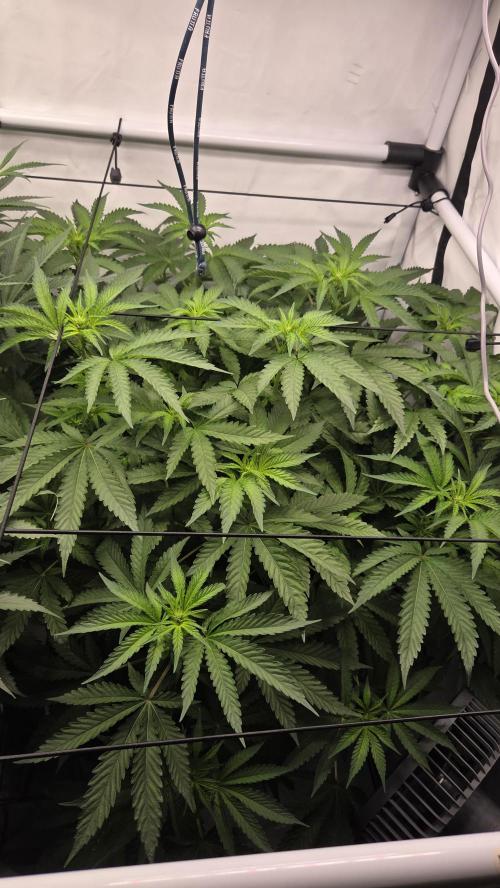 Kannabias Karibbean Mango. Week 8 - Tag 59
Blütetag 24