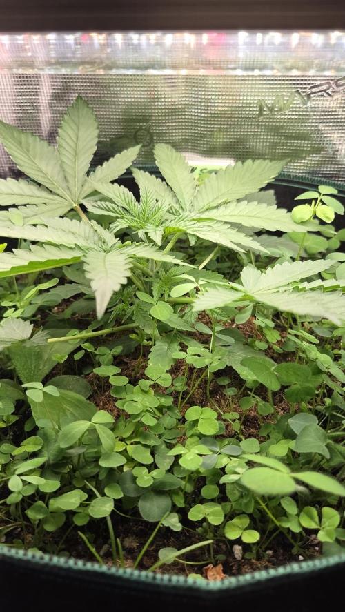 BubbleBananaGum. Week 2