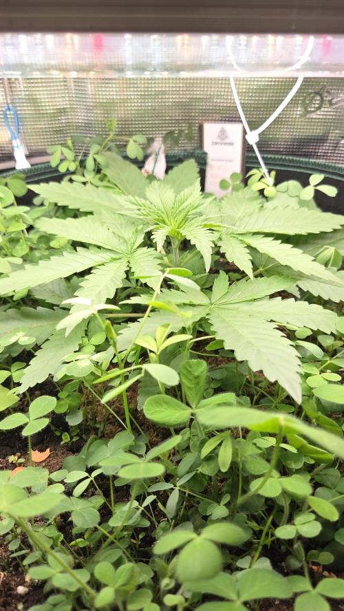 Afghan Noir . Week 2