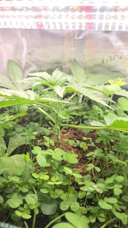 BubbleBananaGum. Week 2