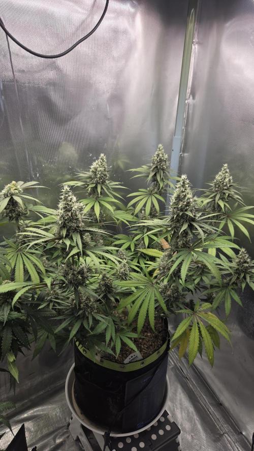 Kannabia Candy Cream Go Fast. Week 12 - Tag 86
Blütetag 50