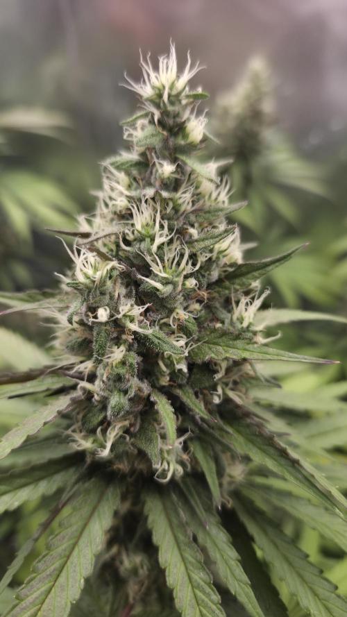 Kannabia Candy Cream Go Fast. Week 12 - Tag 86
Blütetag 50