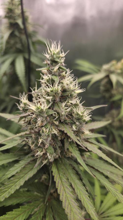 Kannabia Candy Cream Go Fast. Week 12 - Tag 86
Blütetag 50