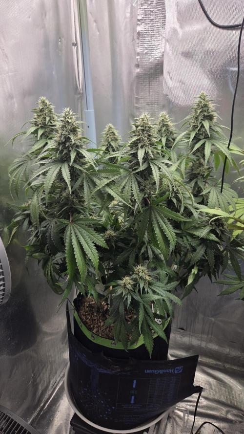 Kannabia Sunset Sherbet Go Fast. Week 13 - Tag 96
Blütetag 60