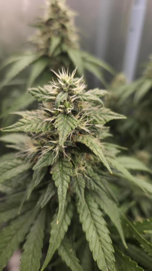 Kannabia Sunset Sherbet Go Fast. Week 13 - Tag 96
Blütetag 60