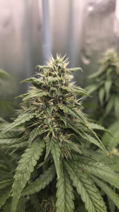 Kannabia Sunset Sherbet Go Fast. Week 13 - Tag 96
Blütetag 60