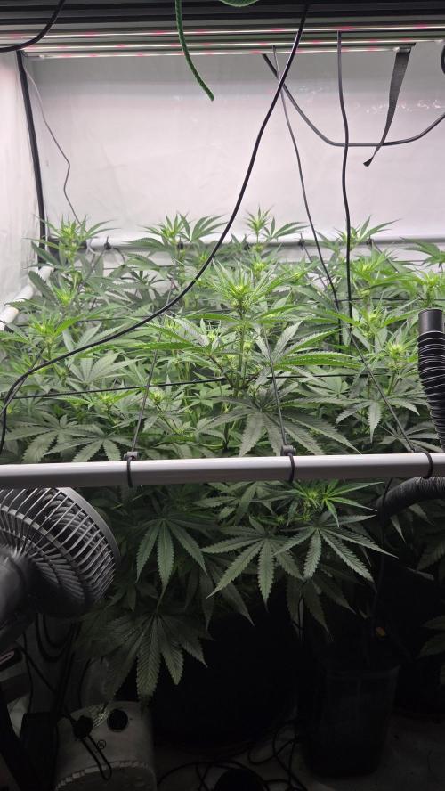 Kannabias Cherry Dream. Week 8 - Tag 60
Blütetag 25