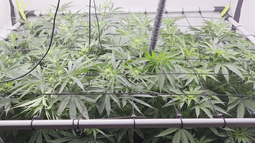Kannabias Cherry Dream