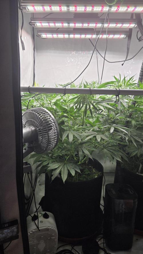 Kannabias Cherry Dream. Week 8 - Tag 60
Blütetag 25