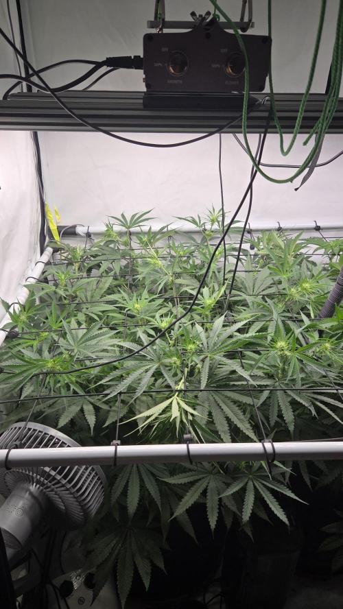 Kannabias Cherry Dream. Week 8 - Tag 60
Blütetag 25