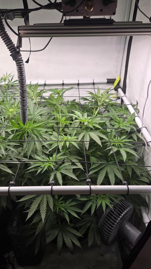 Kannabias Karibbean Mango. Week 8 - Tag 60
Blütetag 25