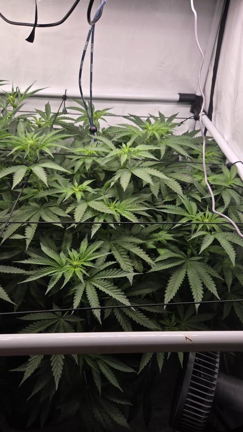 Kannabias Karibbean Mango. Week 8 - Tag 60 Blütetag 25