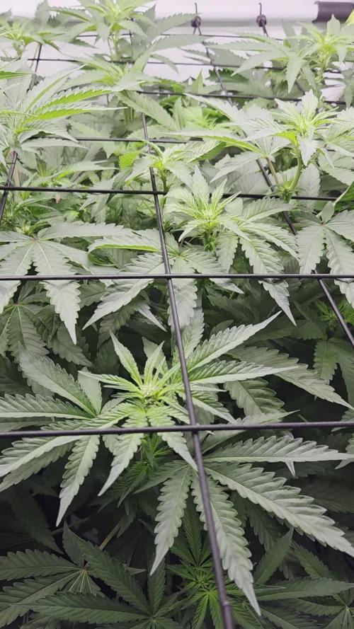 Kannabias Karibbean Mango