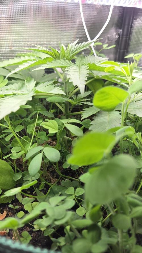 Afghan Noir . Week 3