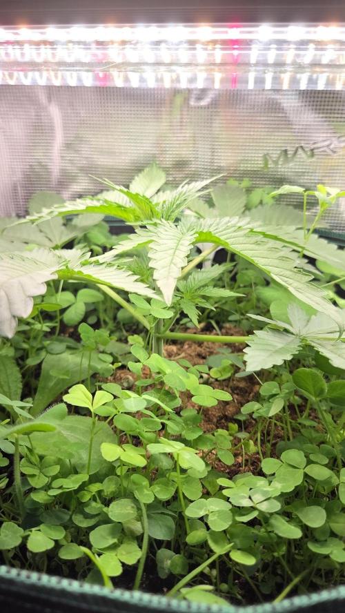 BubbleBananaGum. Week 3