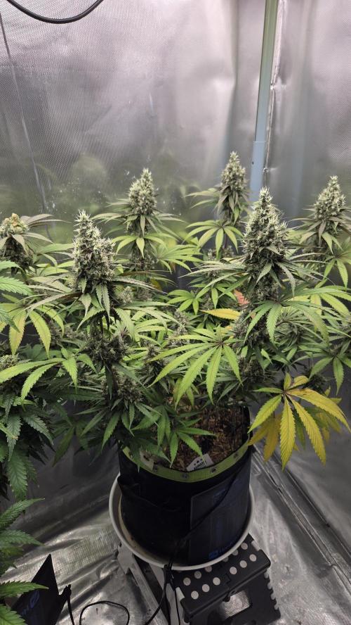Kannabia Candy Cream Go Fast. Week 12 - Tag 87
Blütetag 51