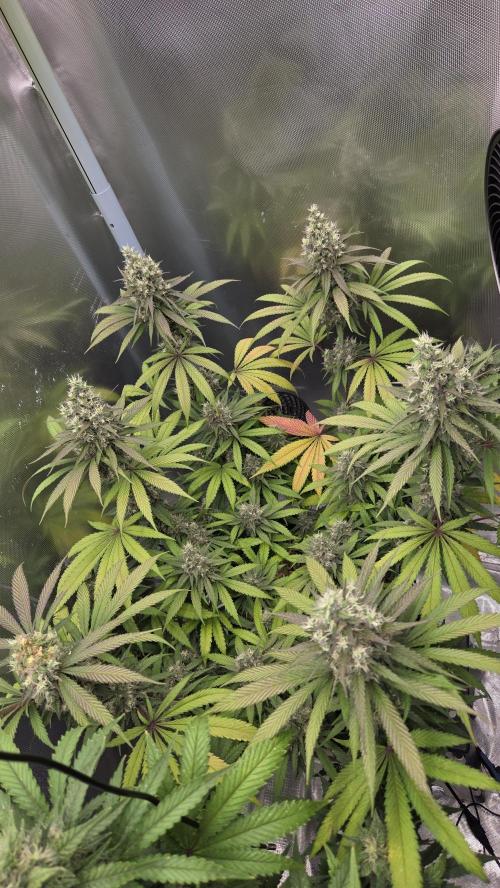 Kannabia Candy Cream Go Fast. Week 12 - Tag 87
Blütetag 51