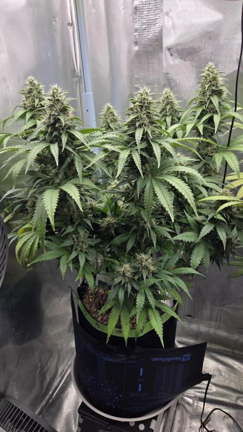 Kannabia Sunset Sherbet Go Fast. Week 13 - Tag 97
Blütetag 61