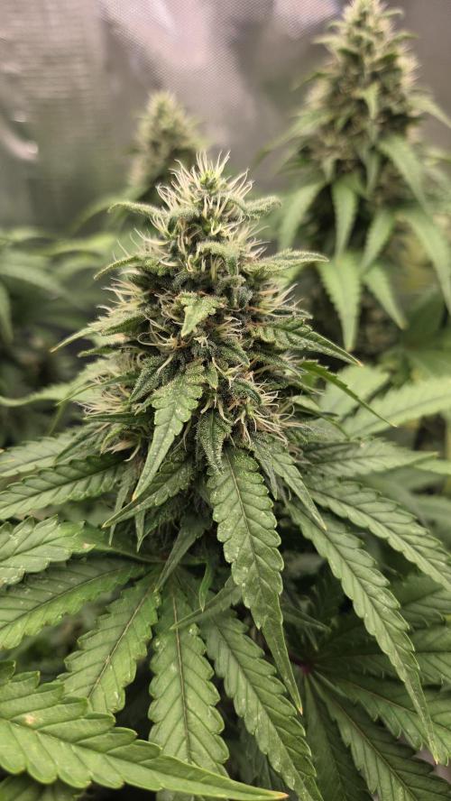 Kannabia Sunset Sherbet Go Fast. Week 13 - Tag 97
Blütetag 61