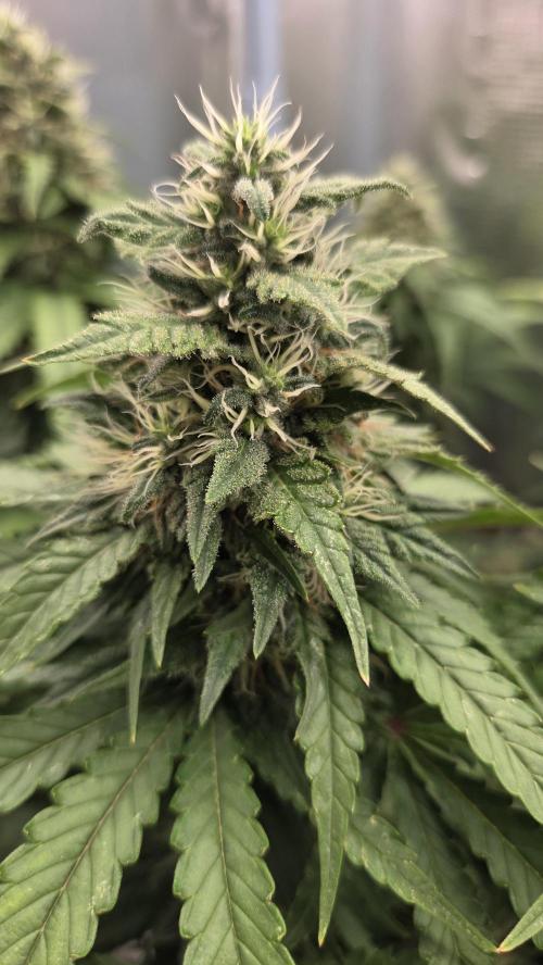 Sunset Sherbet Go Fast. Week 13
