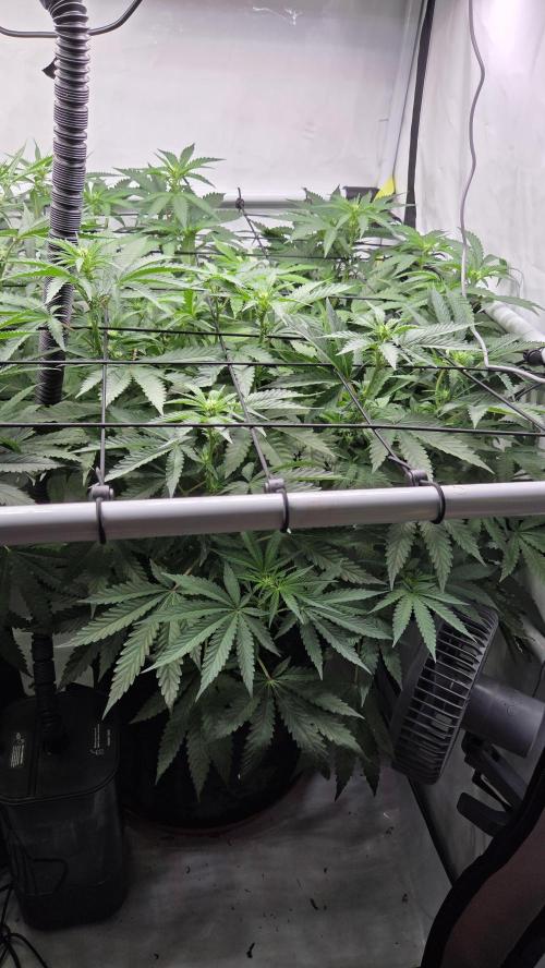 Pflanzregal 150W. Week 8
