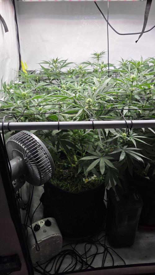 Kannabias Cherry Dream. Week 8 - Tag 62
Blütetag 27